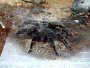 Housing and caring for Salmon Pink Tarantula's
