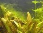 Dealing and causes of the Staghorn algae in aquariums