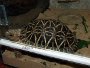 An article on housing Indian Star Tortoise’s - Geochelone elegans