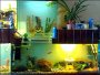 Creating a stunning fish tank display for your home