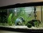FAQ and answers when setting up a fish tank