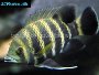 Caring for Tilapia fish in aquariums