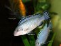 A guide on caring for Tropheus fish when raising them in fish tanks