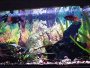 Setting up a Tropical Fish Tank
