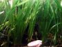 How to grow Vallisneria gigantea or spiralis and Anubias nana in fish tanks together