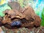 How to prepare and choose wood for an aquarium
