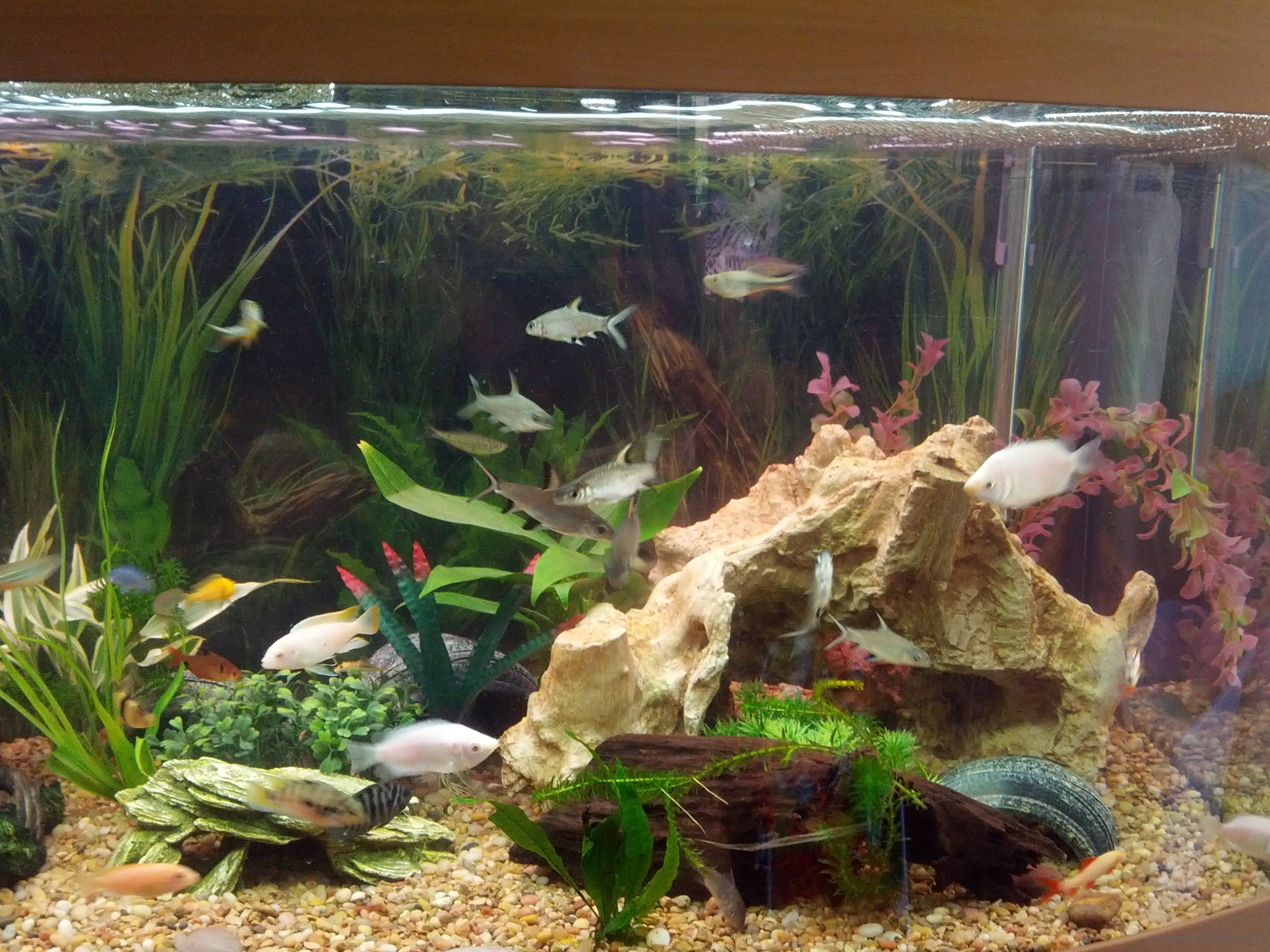 How to care for Convict Cichlids with pictures and forum