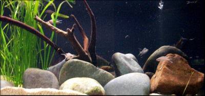 Photo of the biotope