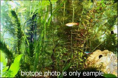 Photo of the biotope
