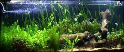 Photo of the biotope