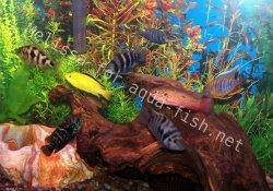 Cichlids