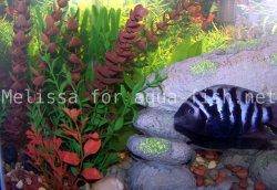 Plastic aquarium plants