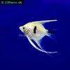 Angelfish, picture 16