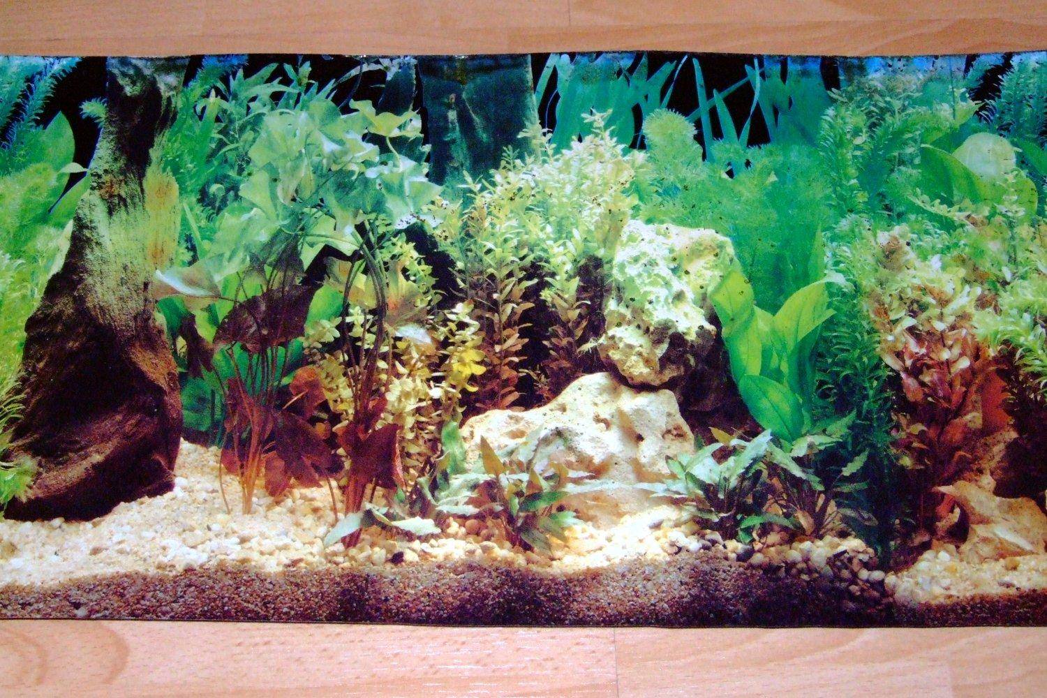 A basic guide on choosing aquarium backgrounds