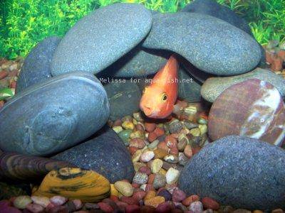 Aquarium rocks, picture 1