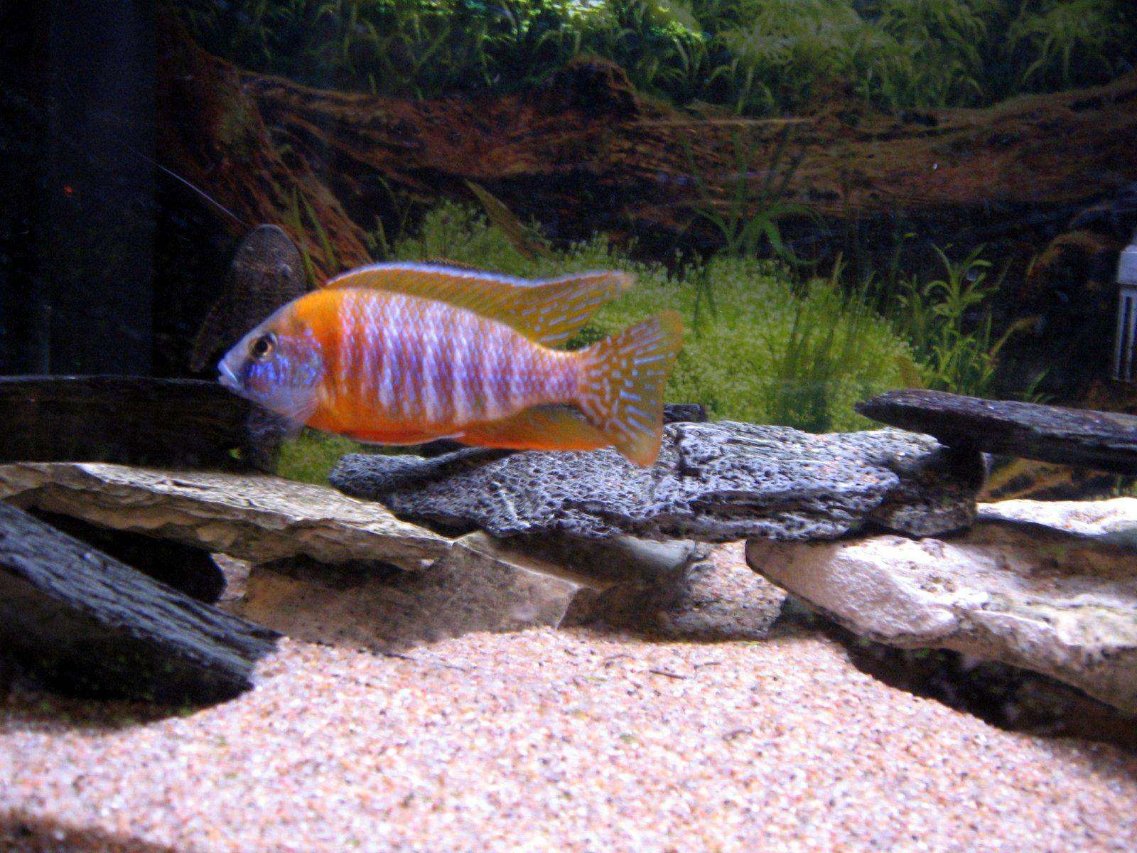 types-of-aquarium-gravel-instructions-and-forums