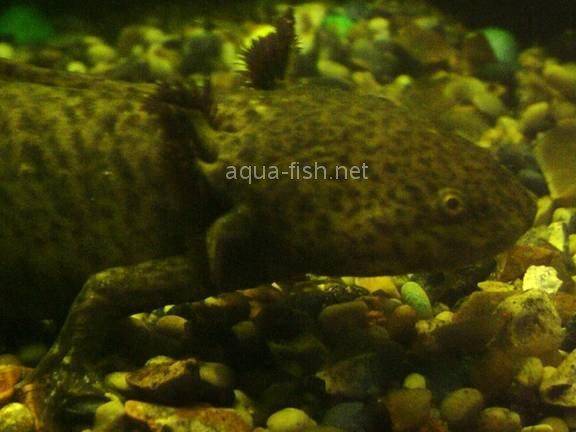 Axolotl, picture 2