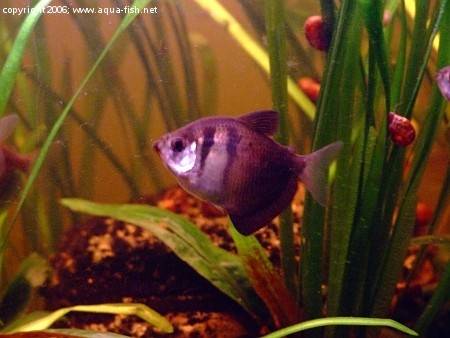 Gold skirt tetra on sale male or female