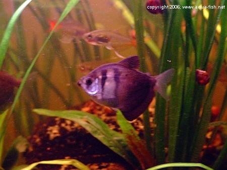 Gold skirt tetra male or outlet female