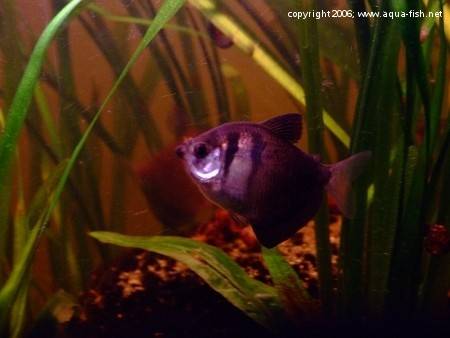 The Black Skirt Tetra; img. 5