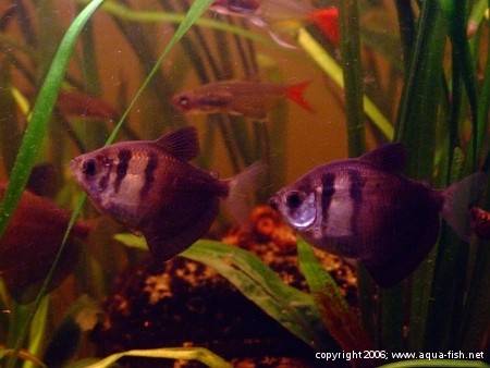 The Black Skirt Tetra; img. 8