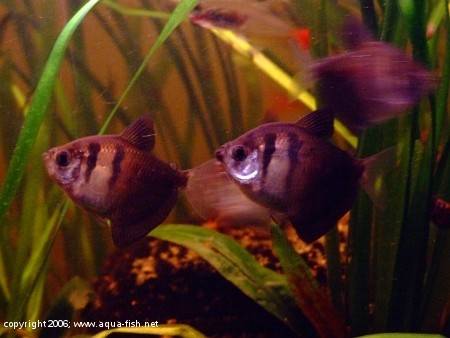 The Black Skirt Tetra; img. 9