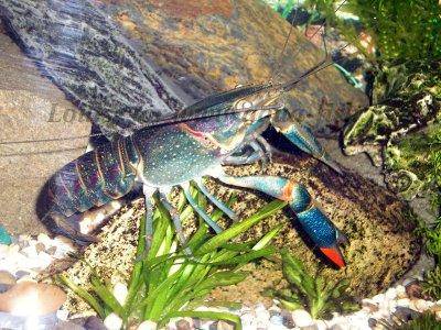 Blue Crayfish picture