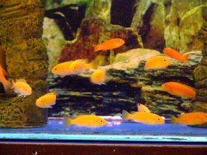 Cichlids