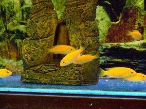 Cichlids