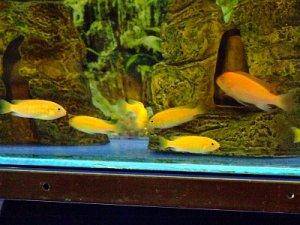 Cichlids