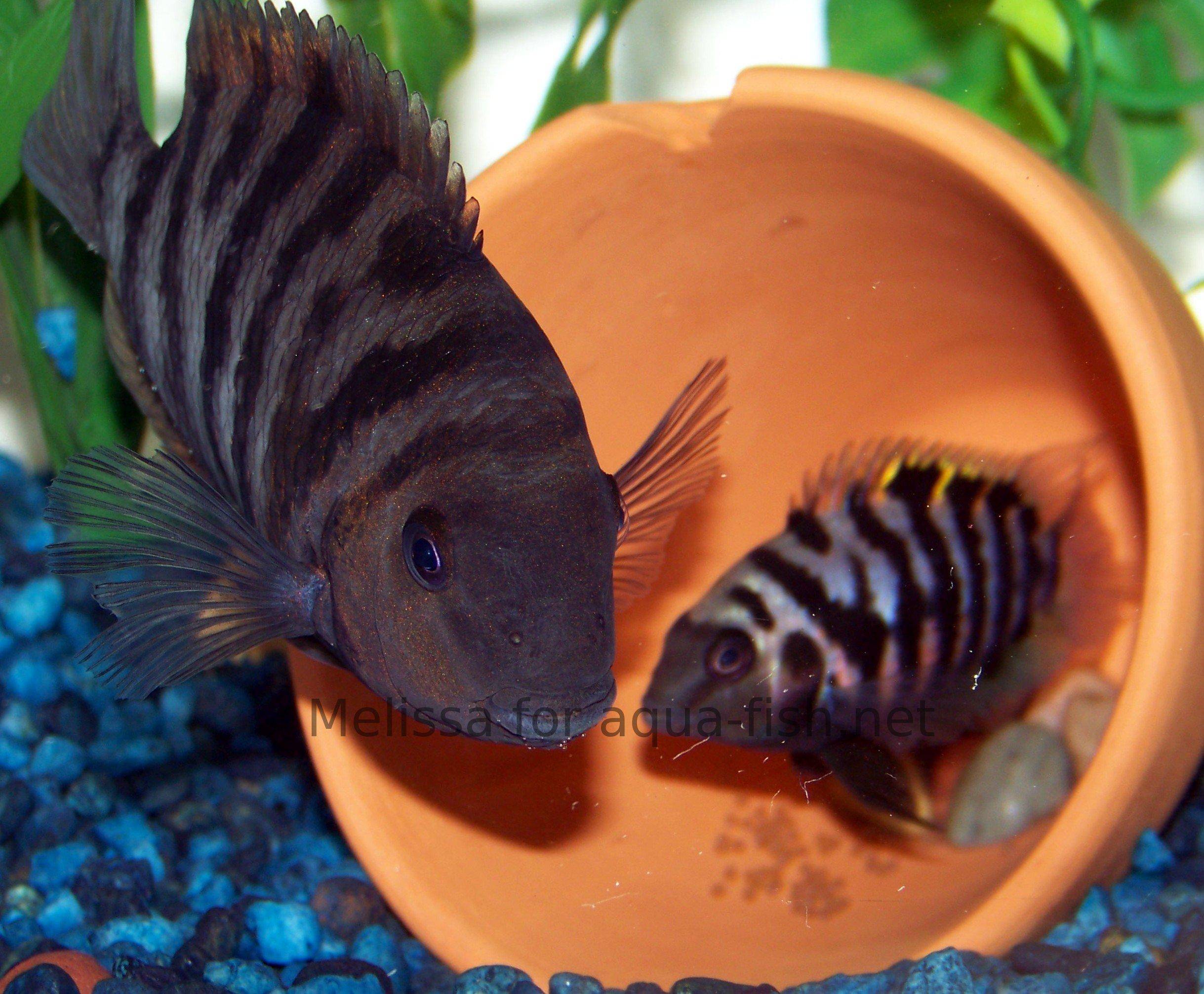 convict cichlid female