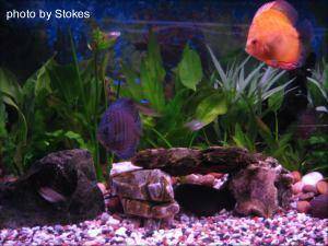 Discus Fish, img 1