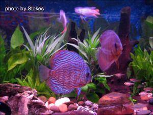 Discus Fish, img 11