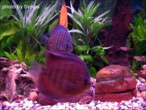 Discus Fish, img 10