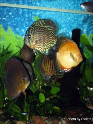 Discus Fish, img 5