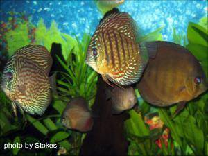 Discus Fish, img 3