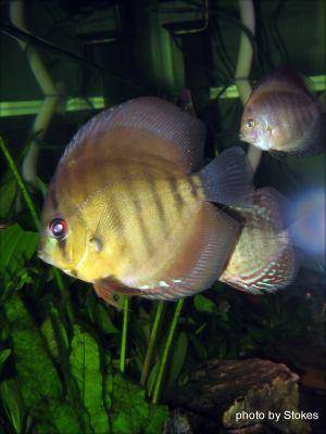 Discus Fish, img 4