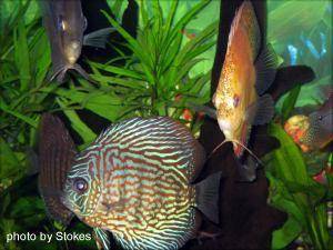 Discus Fish, img 6