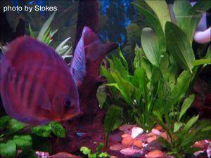 Discus Fish, img 7