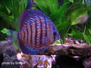 Discus Fish, img 9