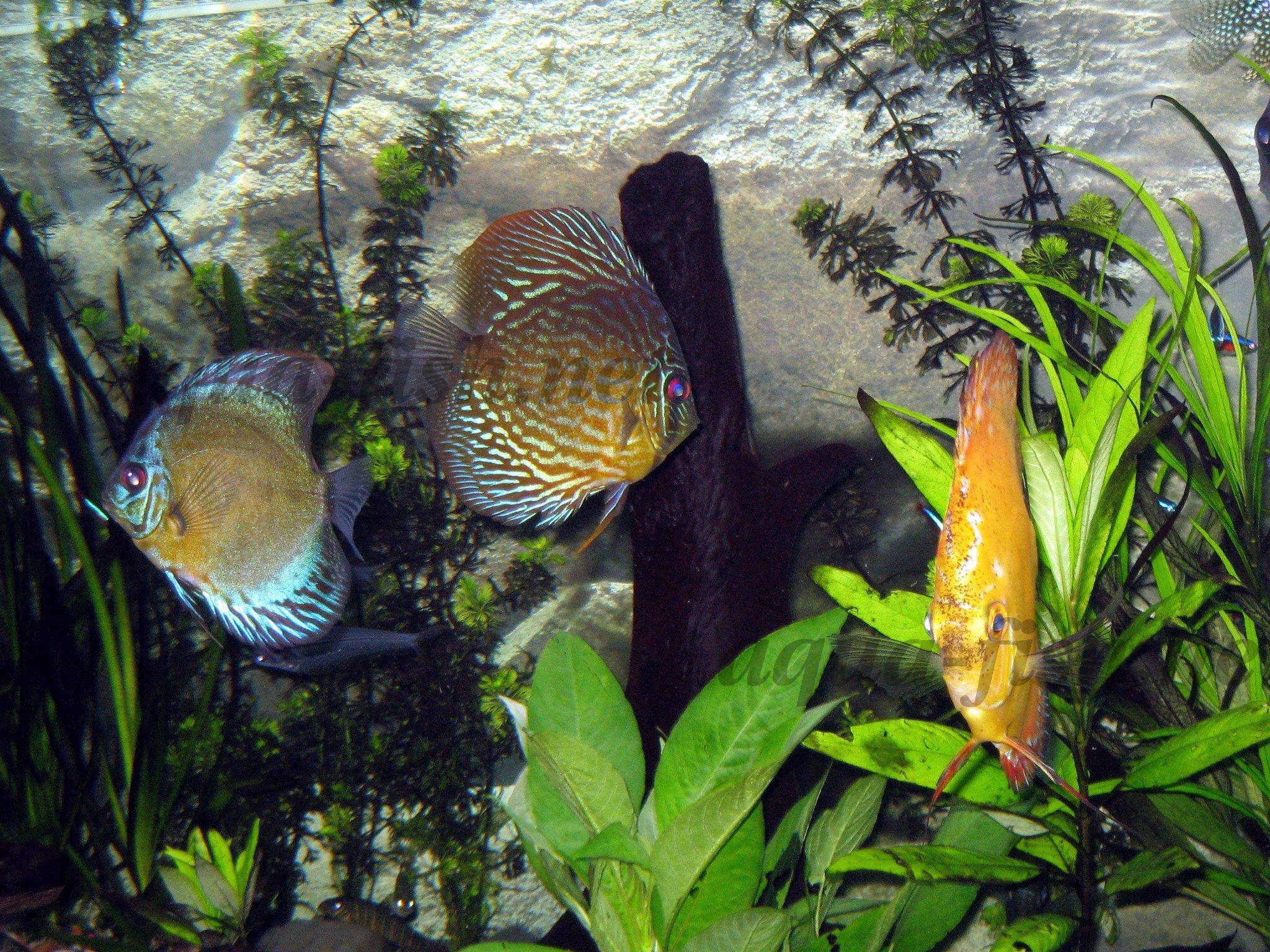 Wild Discus Fish