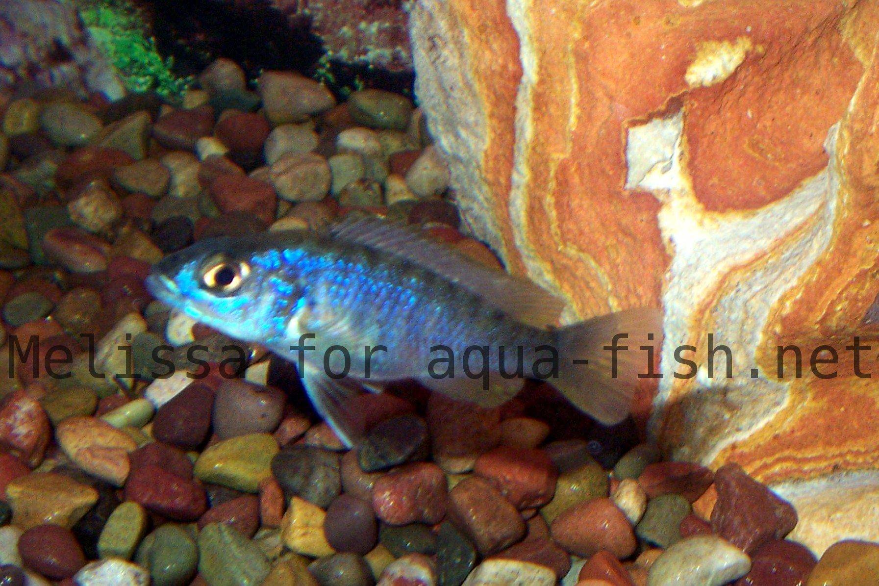 Electric blue cichlid store care