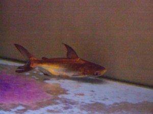 Freshwater shark