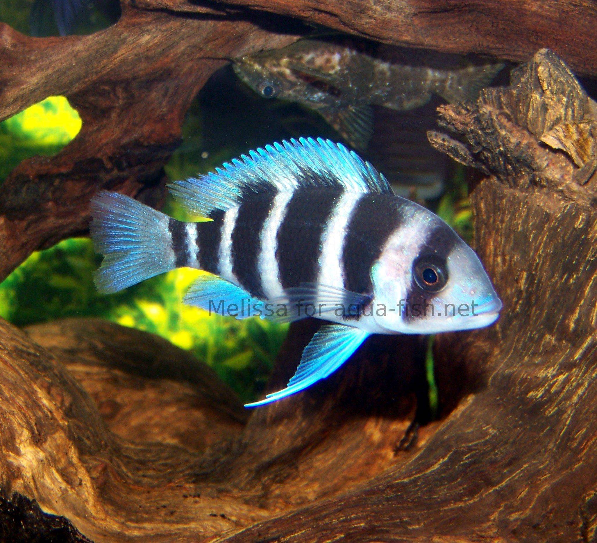 of Frontosa cichlids 