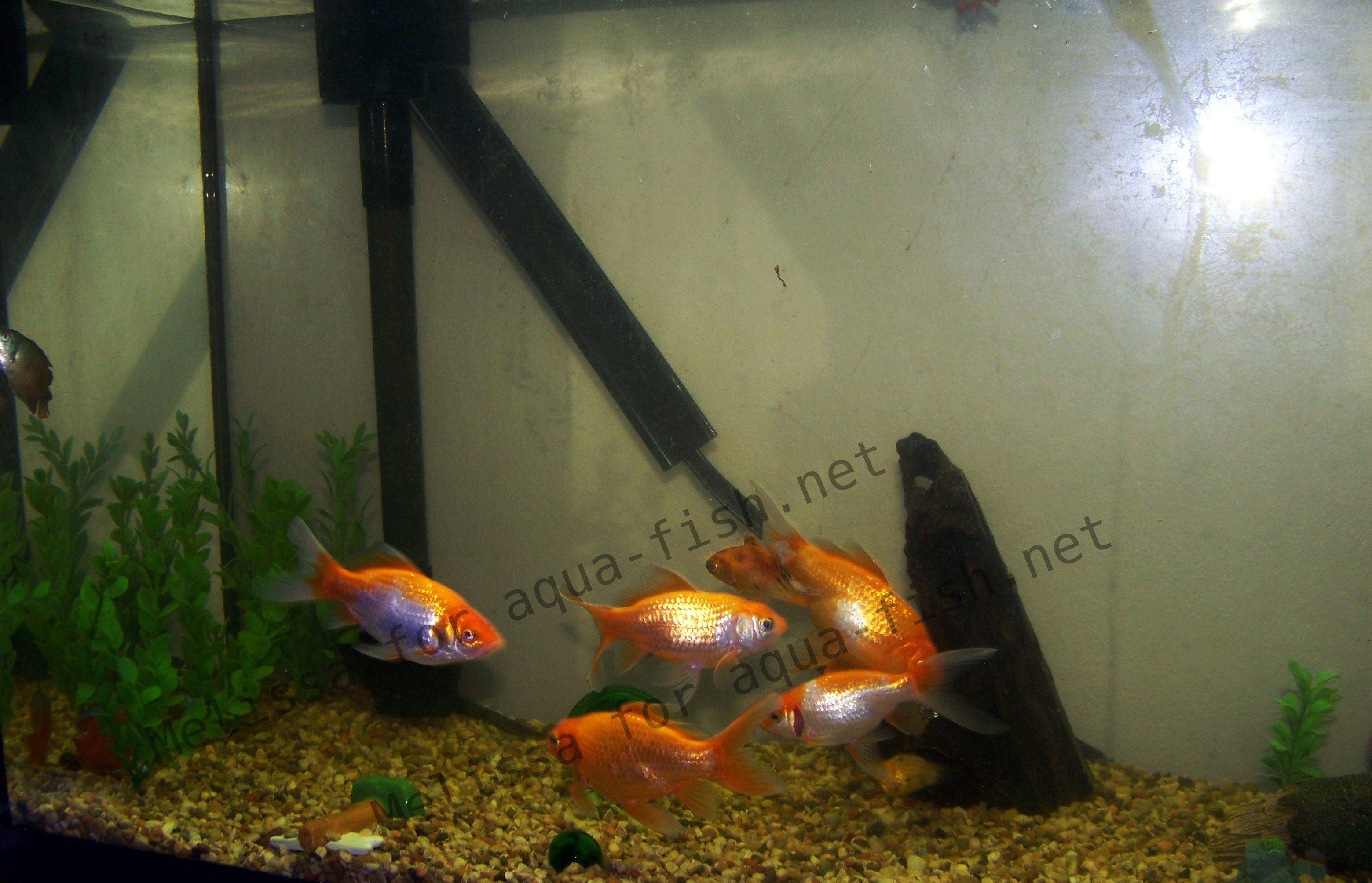 fish tank temperature for goldfish