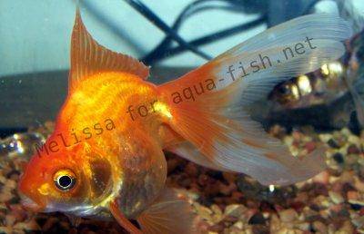 Goldfish Aquarium, picture 2