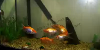 Goldfish aquarium, resized image 1