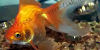 Goldfish aquarium, resized image 2
