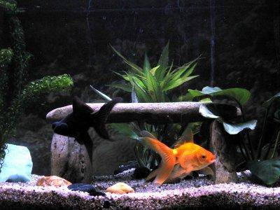 Goldfish in aquarium, pic2