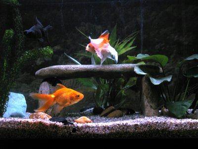 Goldfish in tank, pic1